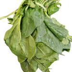برگ چغندر